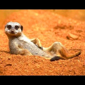 Meet your Posher, Lswank